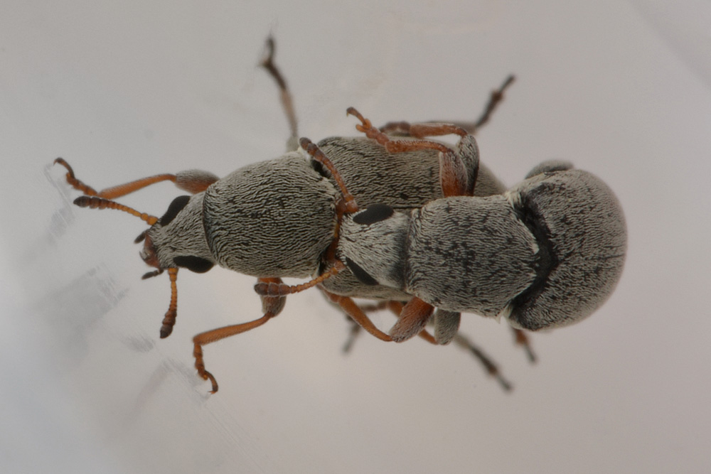 Bruchela rufipes?  Sì,  Bruchela rufipes rufipes